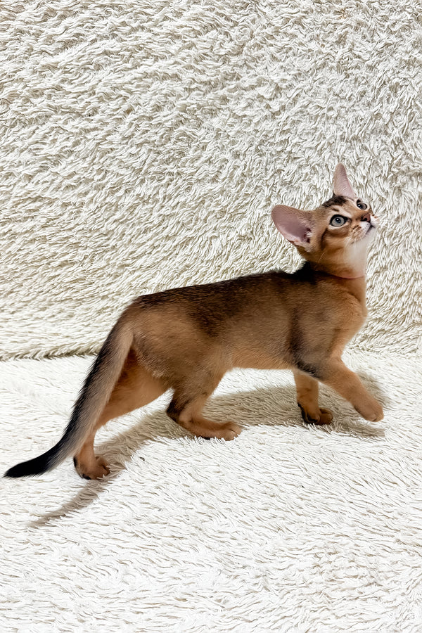 Gardenia | Abyssinian Kitten