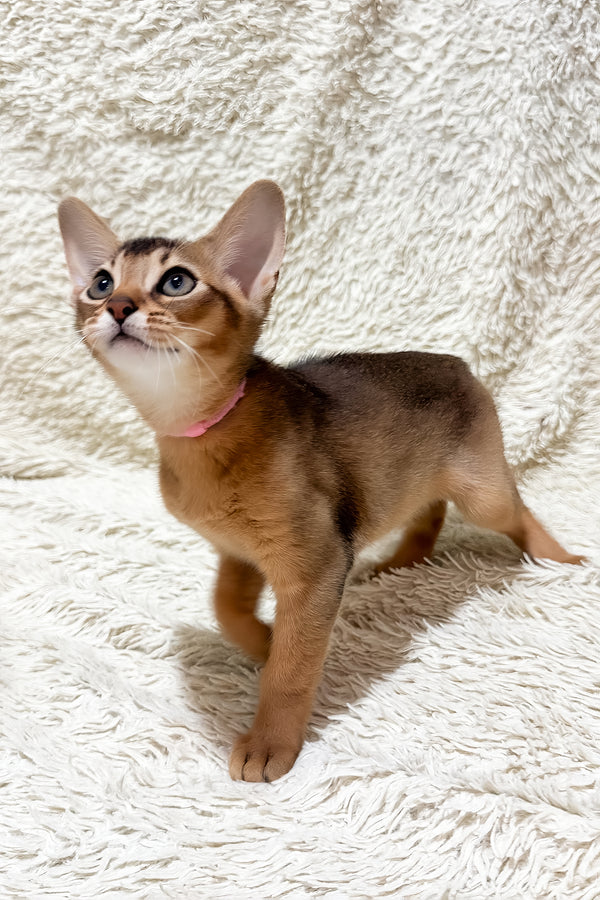 Gardenia | Abyssinian Kitten