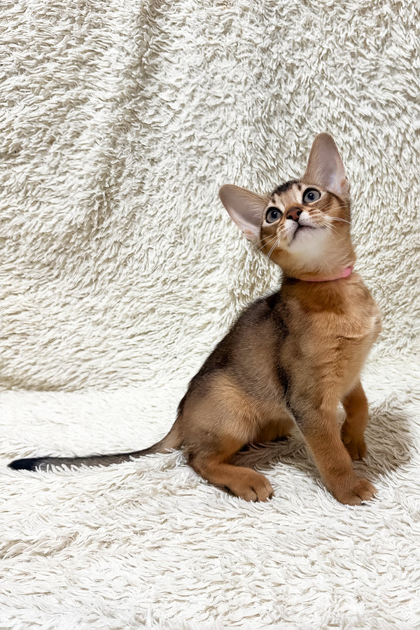 Gardenia | Abyssinian Kitten