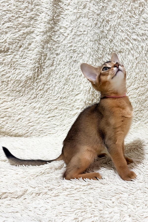 Gardenia | Abyssinian Kitten