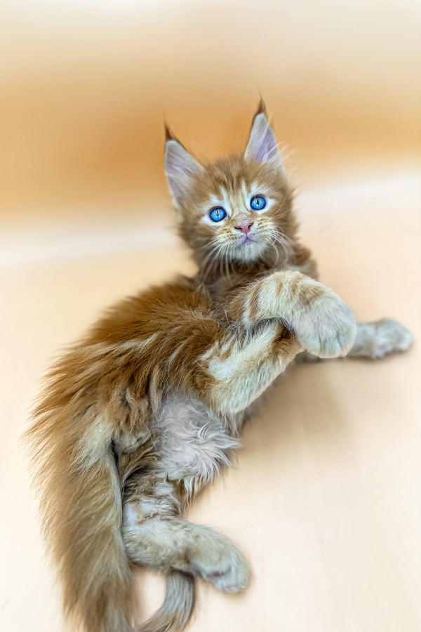 Garrison | Maine Coon Kitten