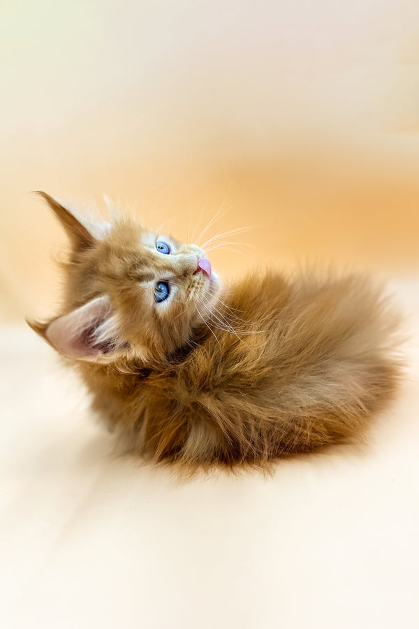 Garrison | Maine Coon Kitten