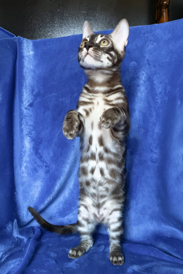 Gatito | Bengal Kitten