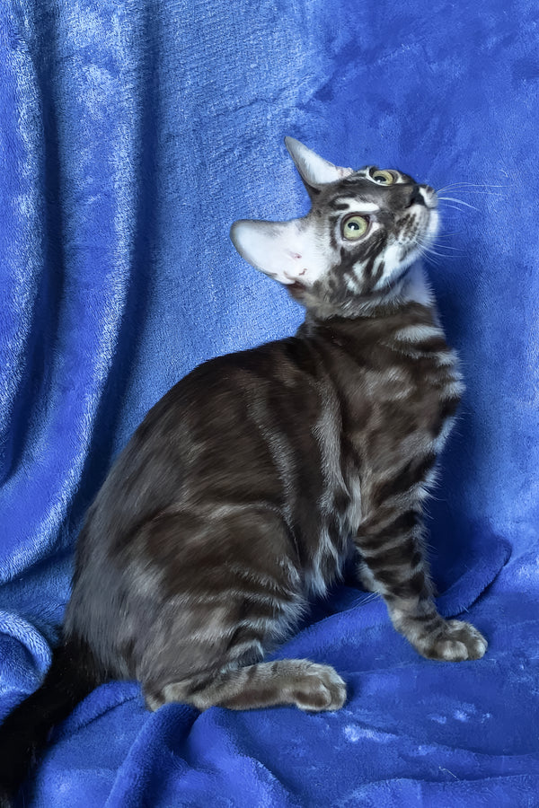 Gatito | Bengal Kitten