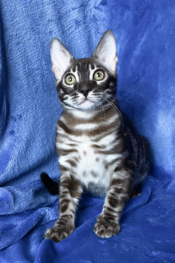 Gatito | Bengal Kitten