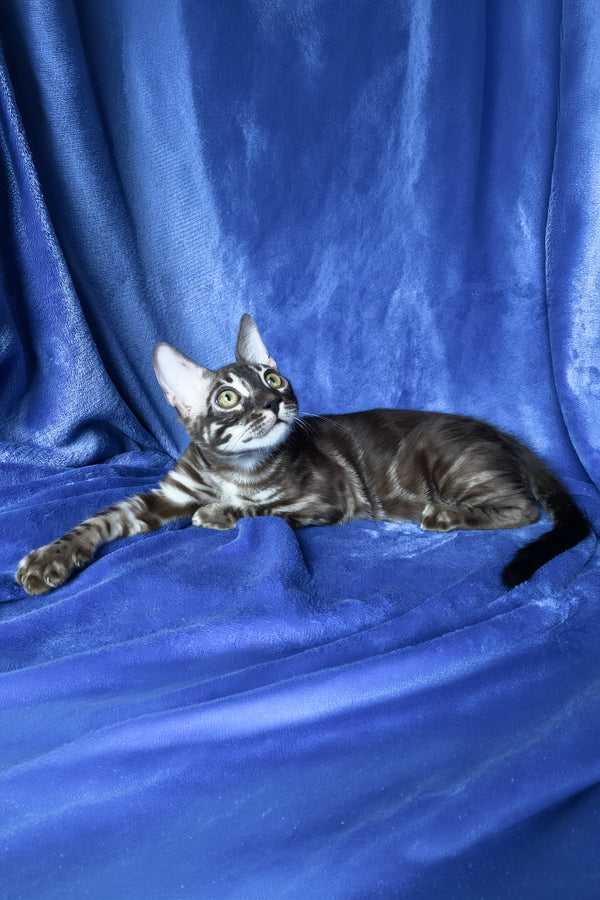 Gatito | Bengal Kitten