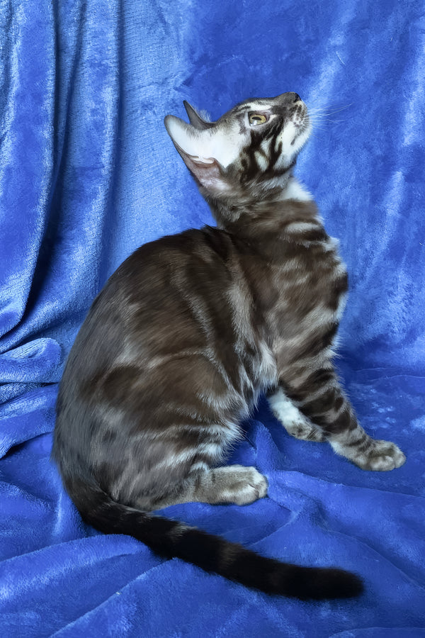 Gatito | Bengal Kitten