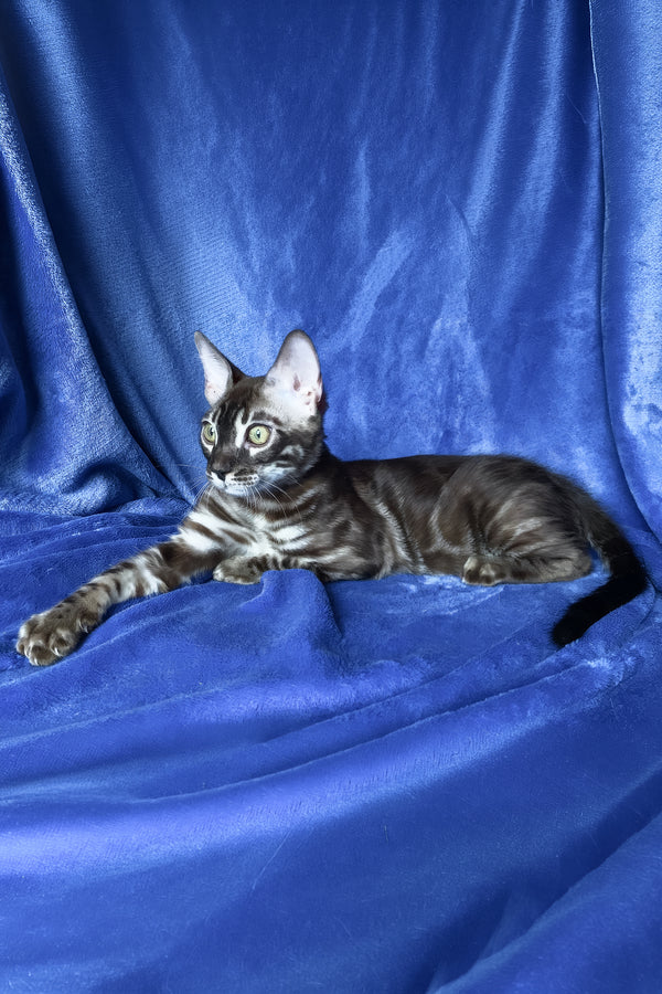 Gatito | Bengal Kitten