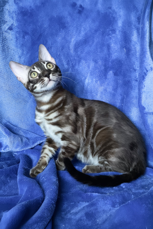 Gatito | Bengal Kitten