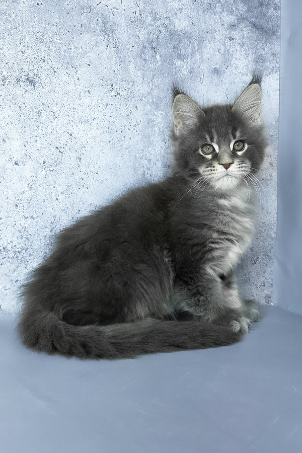 George | Maine Coon Kitten