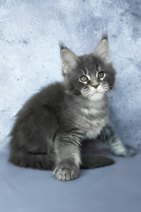 George | Maine Coon Kitten