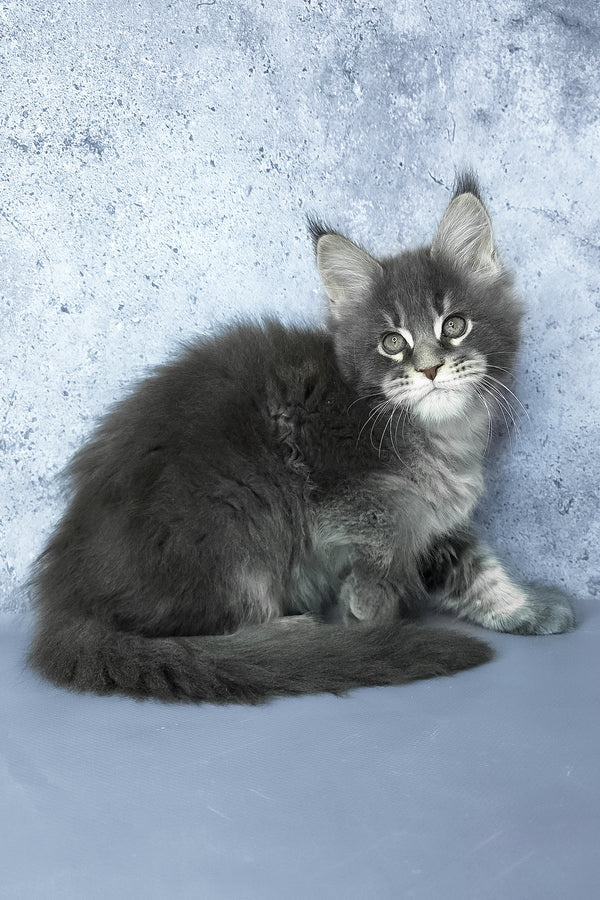 George | Maine Coon Kitten