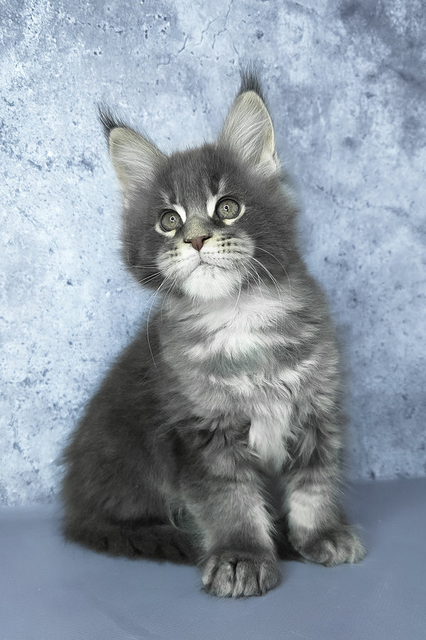 George | Maine Coon Kitten