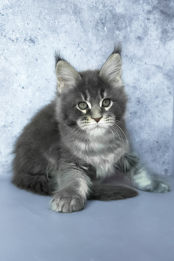 George | Maine Coon Kitten