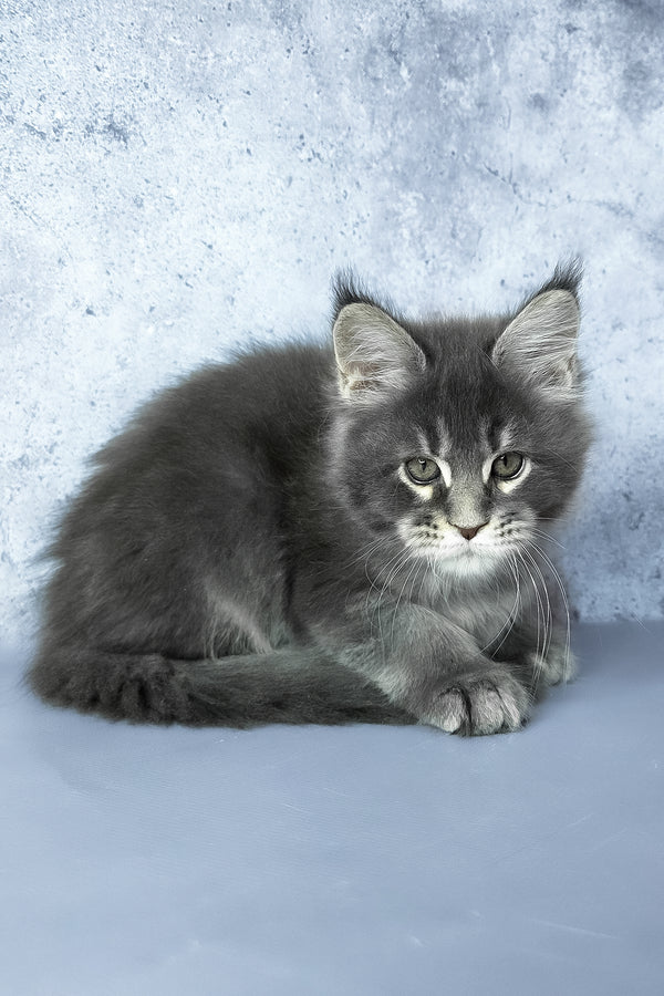 George | Maine Coon Kitten
