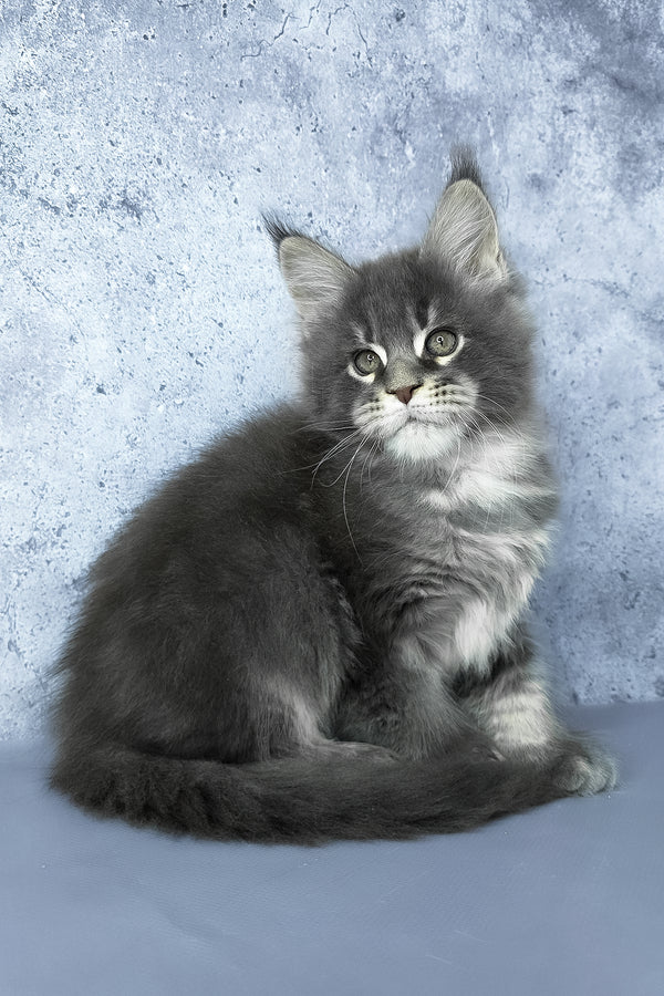 George | Maine Coon Kitten