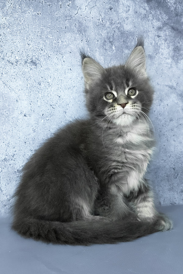 George | Maine Coon Kitten