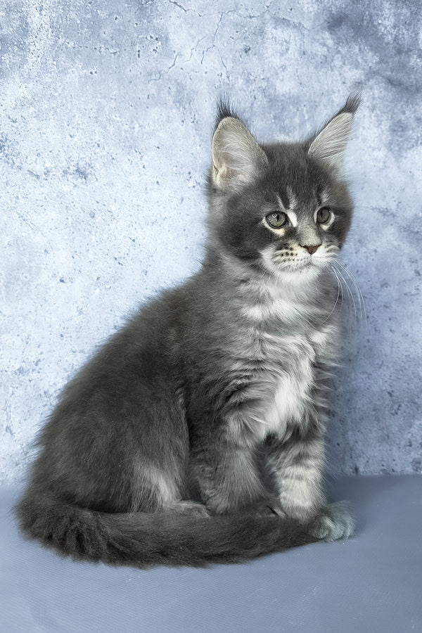 George | Maine Coon Kitten