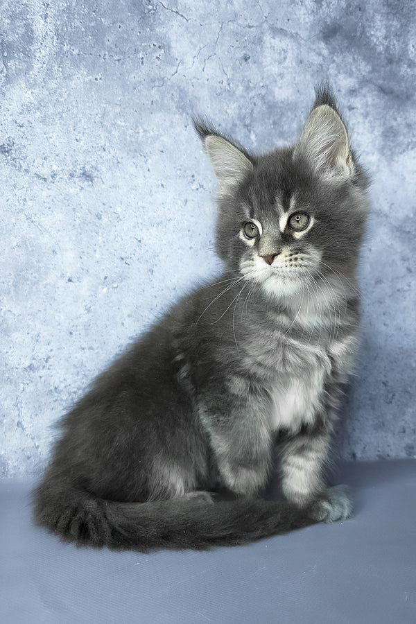 George | Maine Coon Kitten