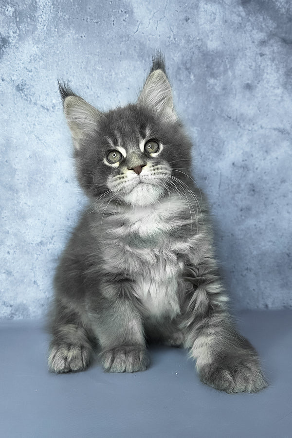 George | Maine Coon Kitten
