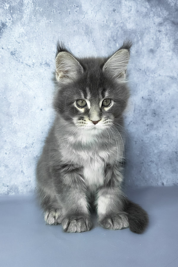 George | Maine Coon Kitten