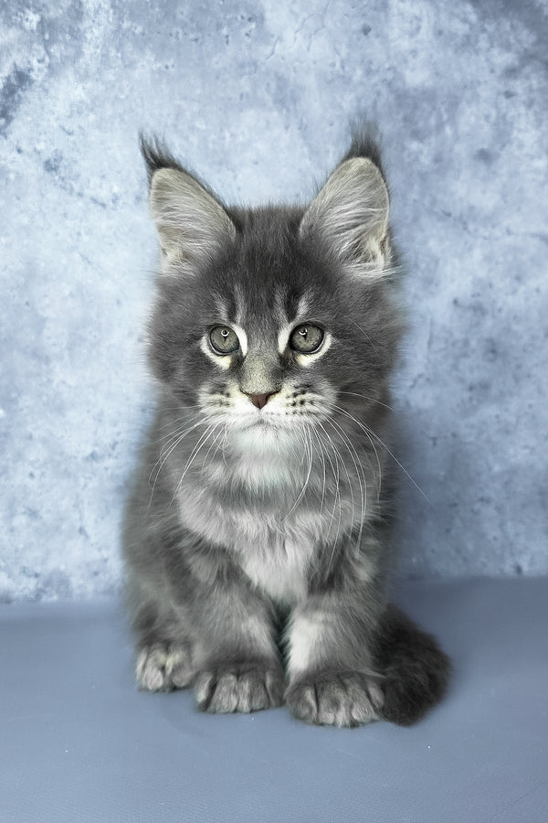 George | Maine Coon Kitten