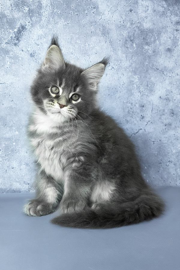 George | Maine Coon Kitten