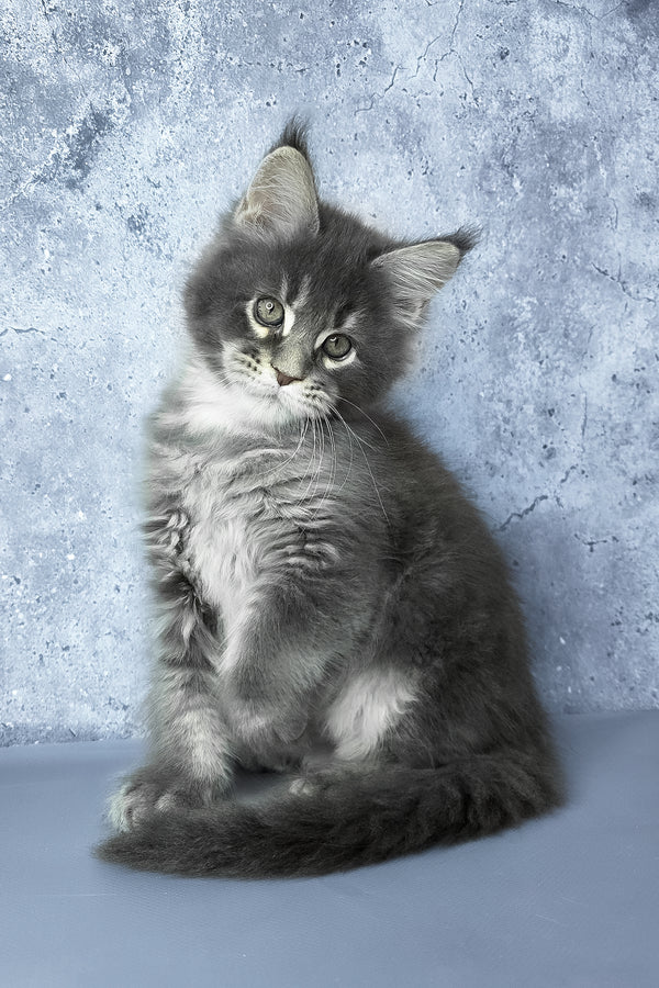 George | Maine Coon Kitten