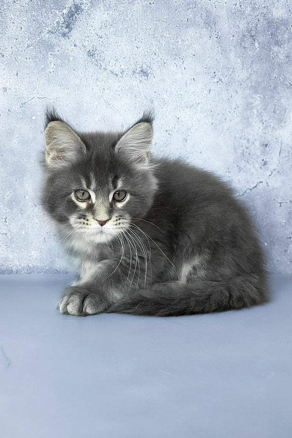 George | Maine Coon Kitten
