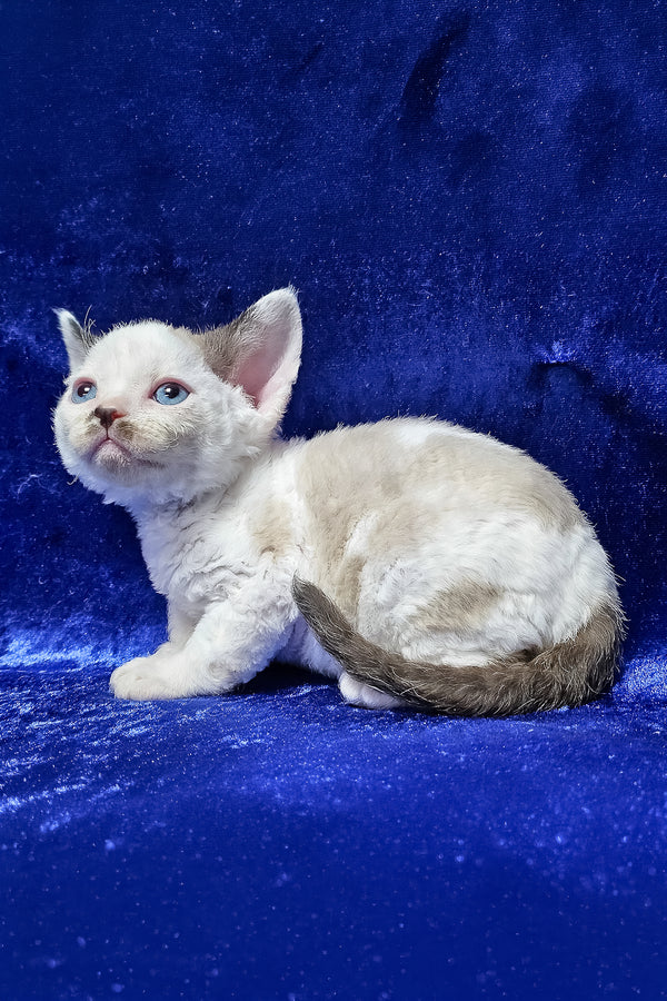 George | Devon Rex Kitten