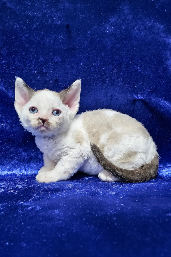 George | Devon Rex Kitten
