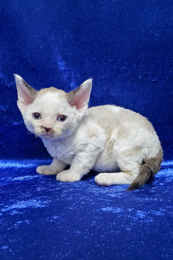George | Devon Rex Kitten