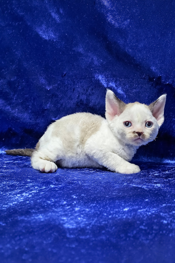 George | Devon Rex Kitten