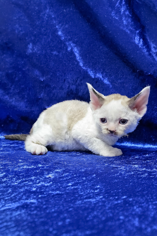 George | Devon Rex Kitten