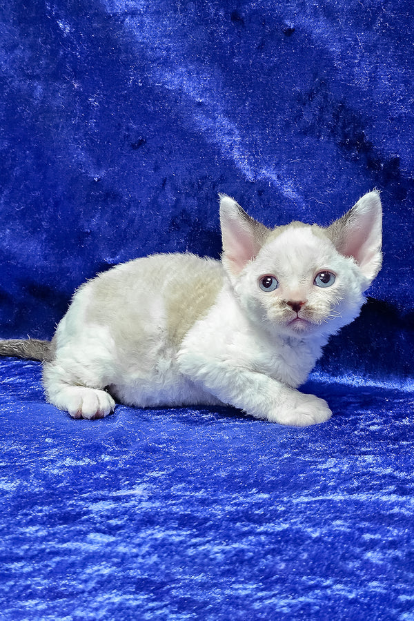 George | Devon Rex Kitten