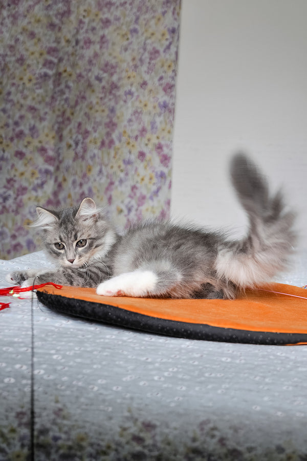 Greta | Siberian Kitten