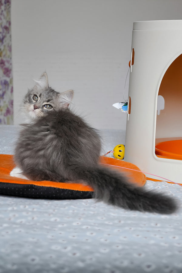 Greta | Siberian Kitten