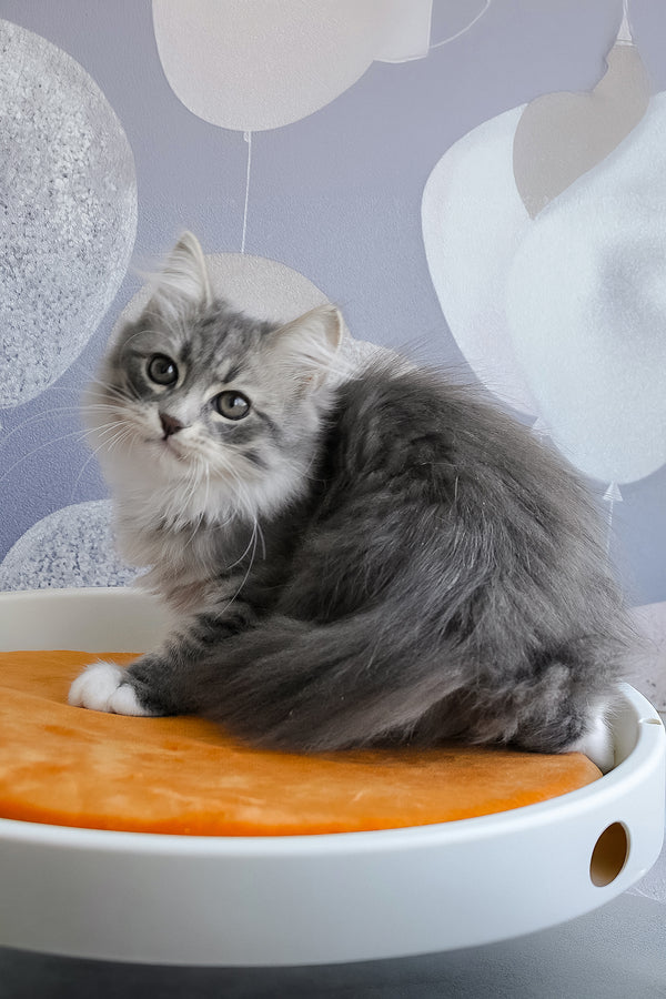 Greta | Siberian Kitten