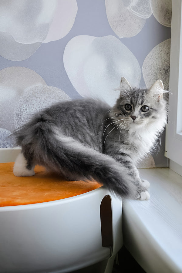 Greta | Siberian Kitten