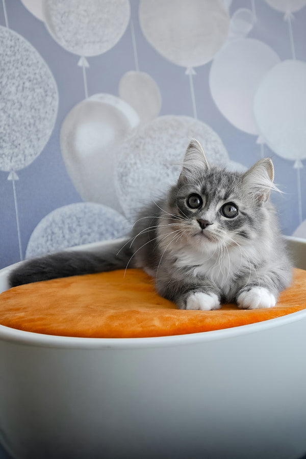 Greta | Siberian Kitten