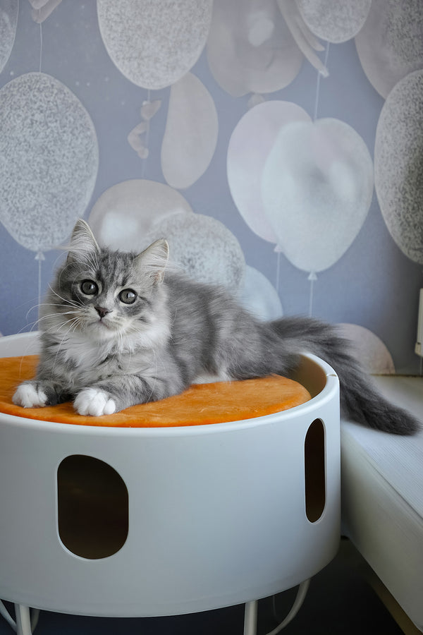 Greta | Siberian Kitten