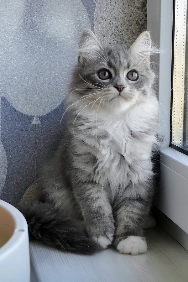 Greta | Siberian Kitten