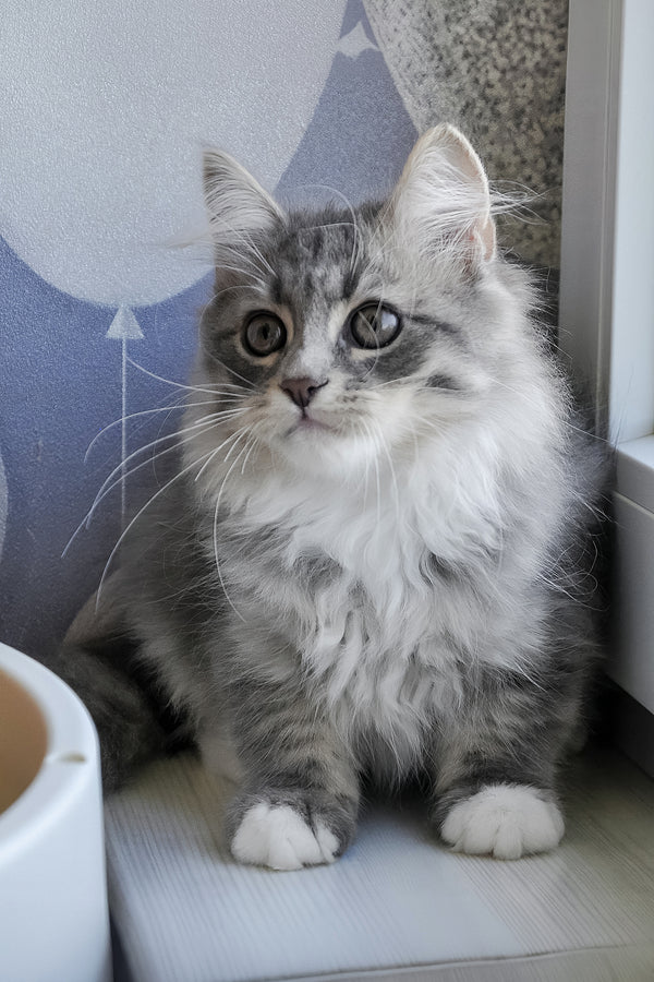 Greta | Siberian Kitten