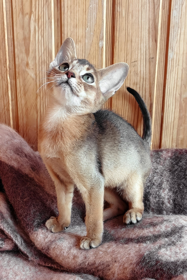 Gerda | Abyssinian Kitten