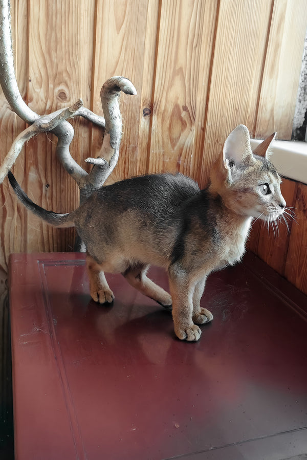 Gerda | Abyssinian Kitten