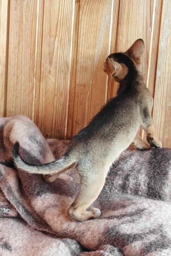 Gerda | Abyssinian Kitten
