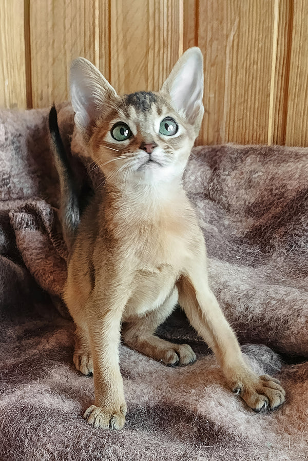 Gerda | Abyssinian Kitten