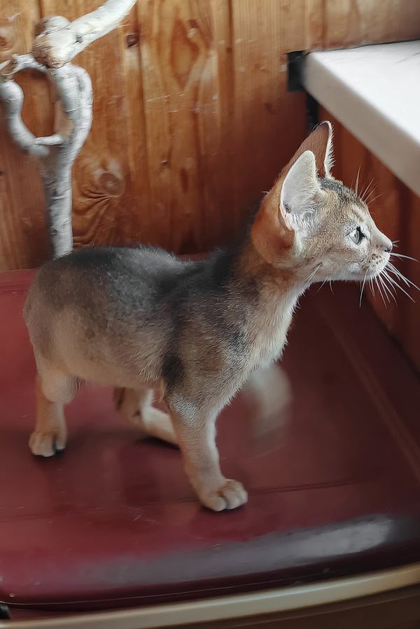 Gerda | Abyssinian Kitten