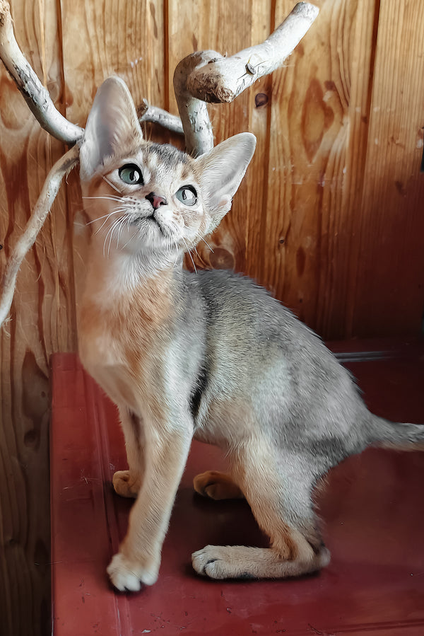 Gerda | Abyssinian Kitten