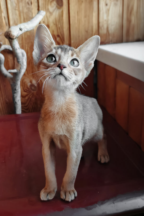 Gerda | Abyssinian Kitten